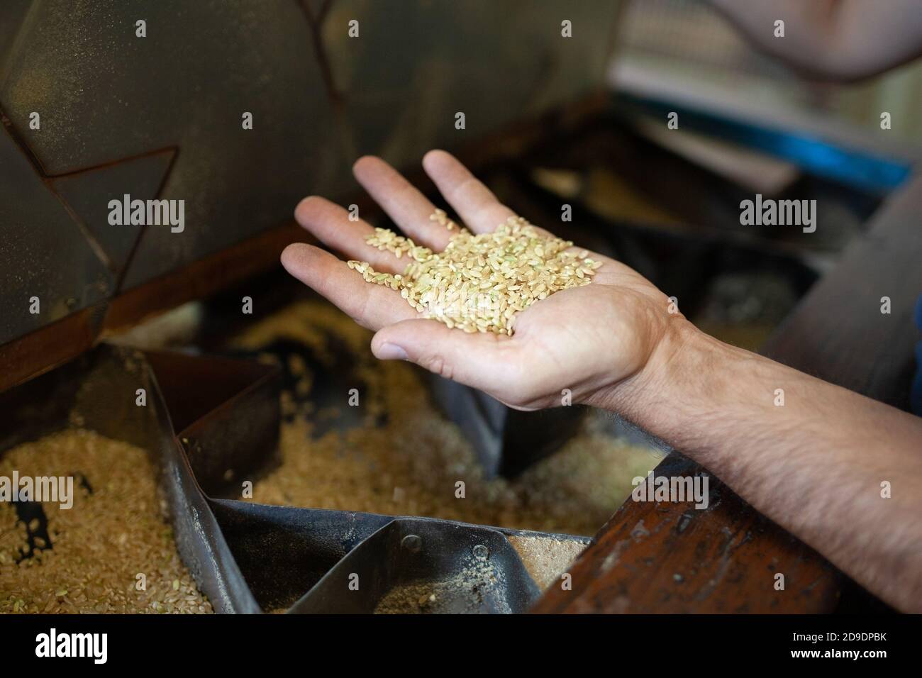 Coltivazione di riso grezzo nelle risaie nei pressi dei canali lombardi e fasi di lavorazione Stockfoto