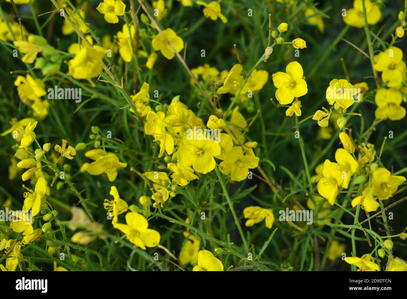 Eine gefährliche Pflanze, wildes Unkraut - ätzende Butterblume (Nachtblindheit) mit kleinen gelben Blüten von der Sonne beleuchtet. Das ist ein Killergras, dangerou Stockfoto