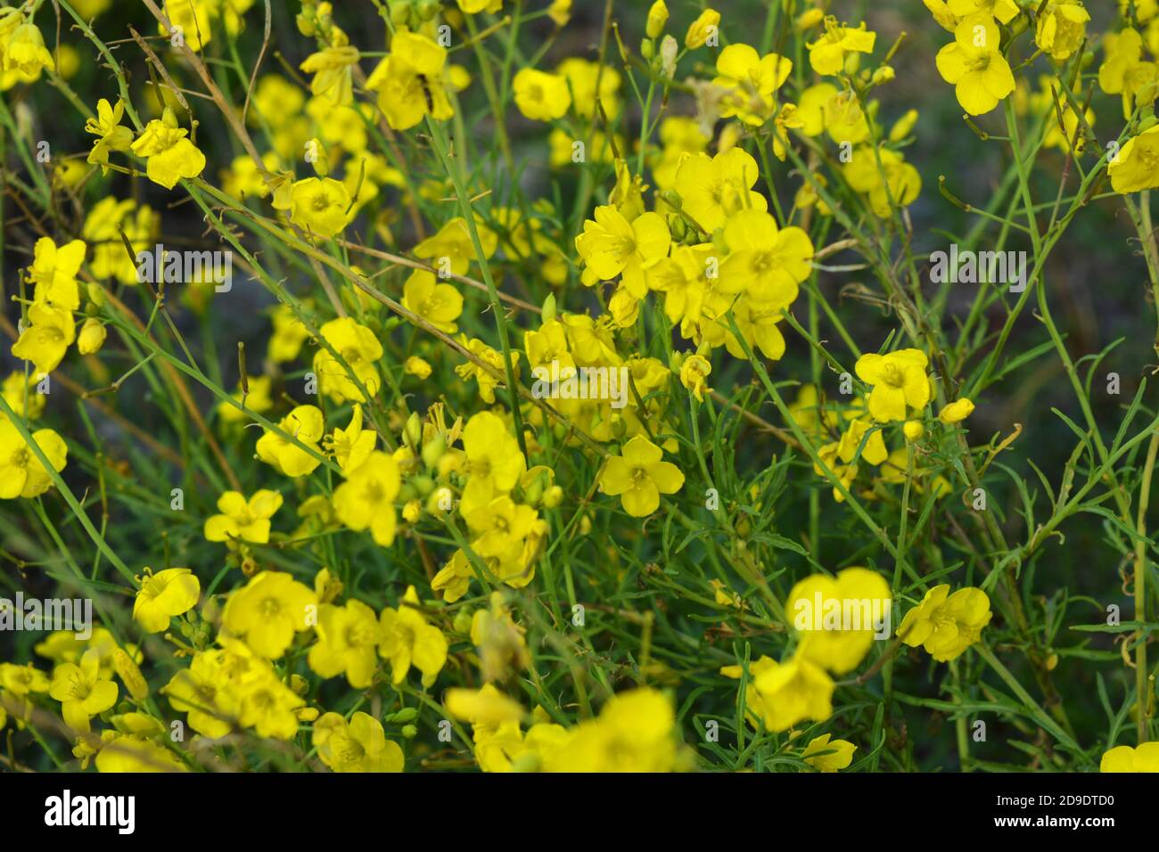 Eine gefährliche Pflanze, wildes Unkraut - ätzende Butterblume (Nachtblindheit) mit kleinen gelben Blüten von der Sonne beleuchtet. Das ist ein Killergras, dangerou Stockfoto