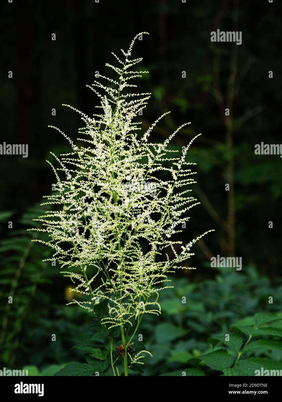 Goats Beard oder Aruncus dioicus ist ein winterharter, mehrjähriger, farnähnlicher Laub, aus dem im Sommer Federn von cremeweißen, astilbe-ähnlichen Blüten erscheinen Stockfoto