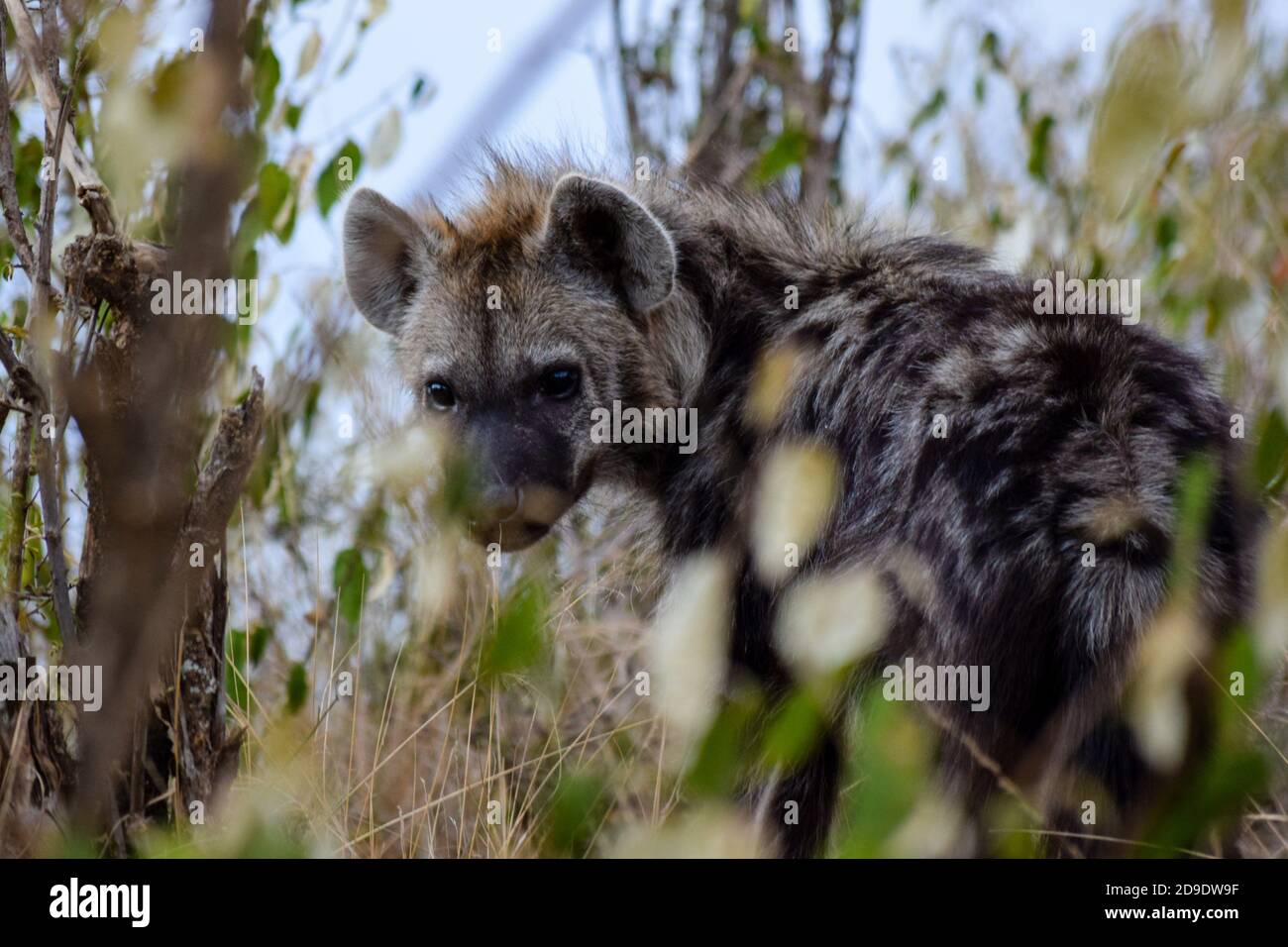 Porträt der jungen Hyäne in der Savanne Stockfoto