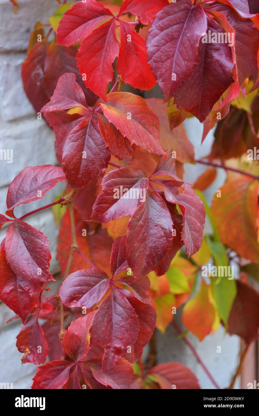 Bunte Herbstblätter wachsen auf einem weißen Betonzaun. Rote, gelbe, grüne, braune Blätter sind zufällig auf einem herbstlichen Hintergrund angeordnet. Stockfoto