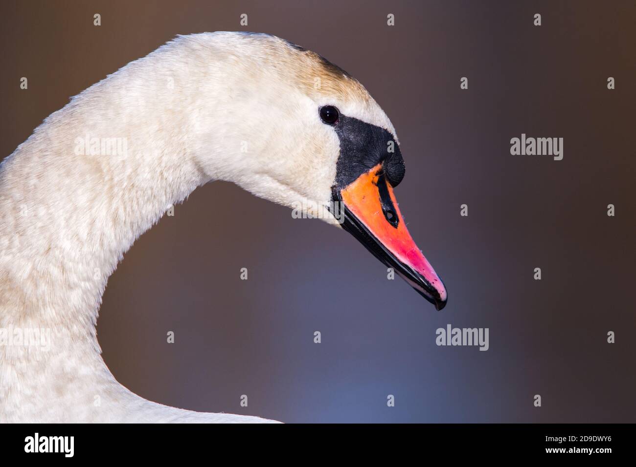 Mute Swan Cygnus Farbe detailliertes Gesicht und Schnabel aus nächster Nähe Stockfoto