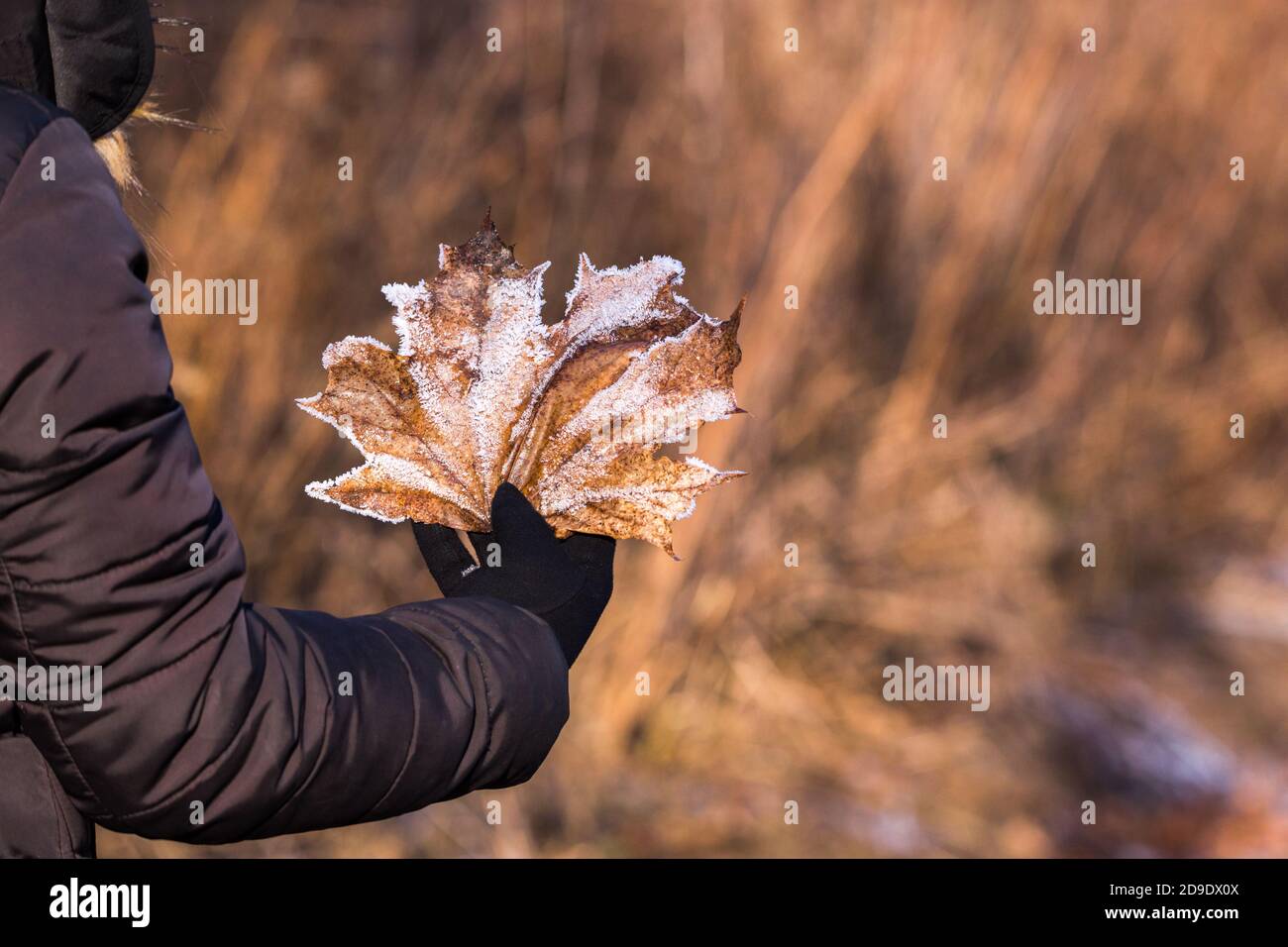 Person hält in der Hand ein Blatt mit weißen Kristallen von Schnee Stockfoto