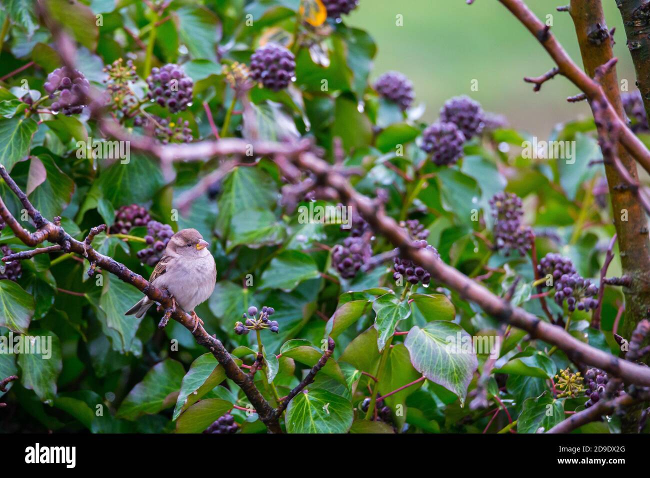 Weibchen Sperling Passer domesticus sitzt auf einem Zweig eines Baum mit violetten Früchten Stockfoto