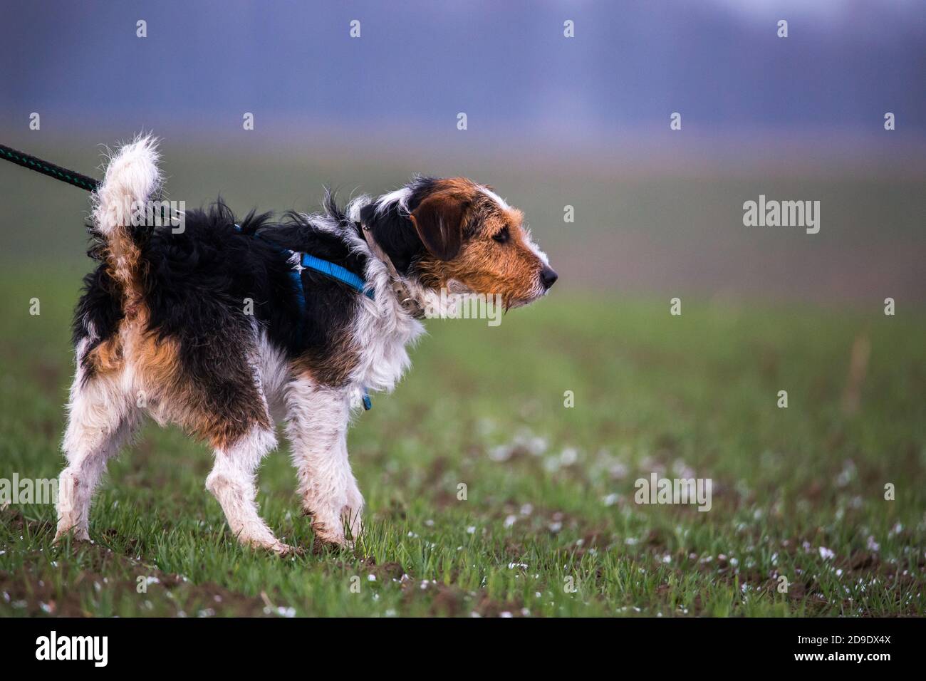 Mischling kleiner, trauriger und neugieriger Hund an der Leine, der auf einem Feld mit kleinen Schneeflocken läuft Stockfoto