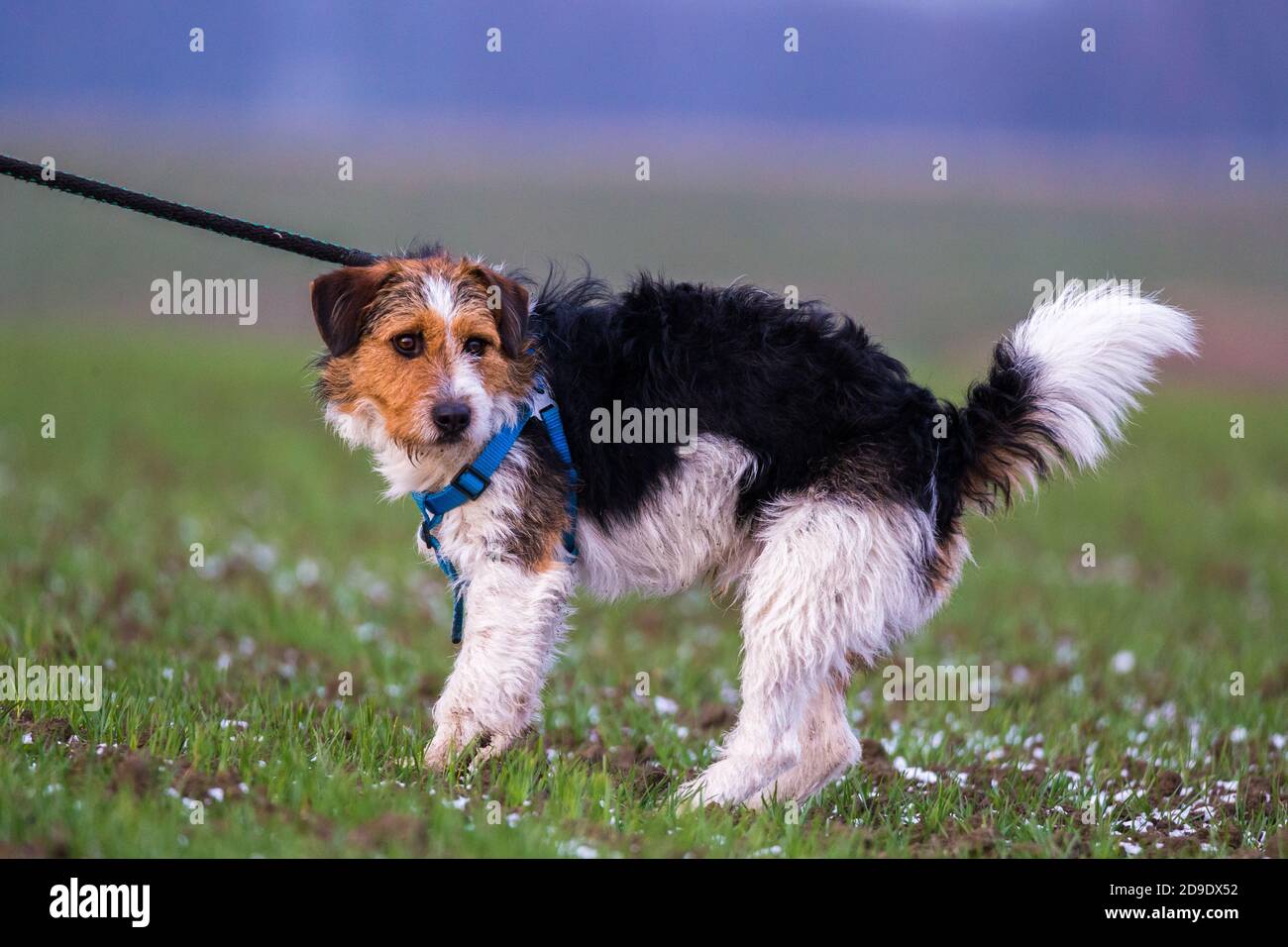 Mischling kleiner, verängstigter Hund an der Leine mit kleinen Schneeflocken auf dem Gras Stockfoto