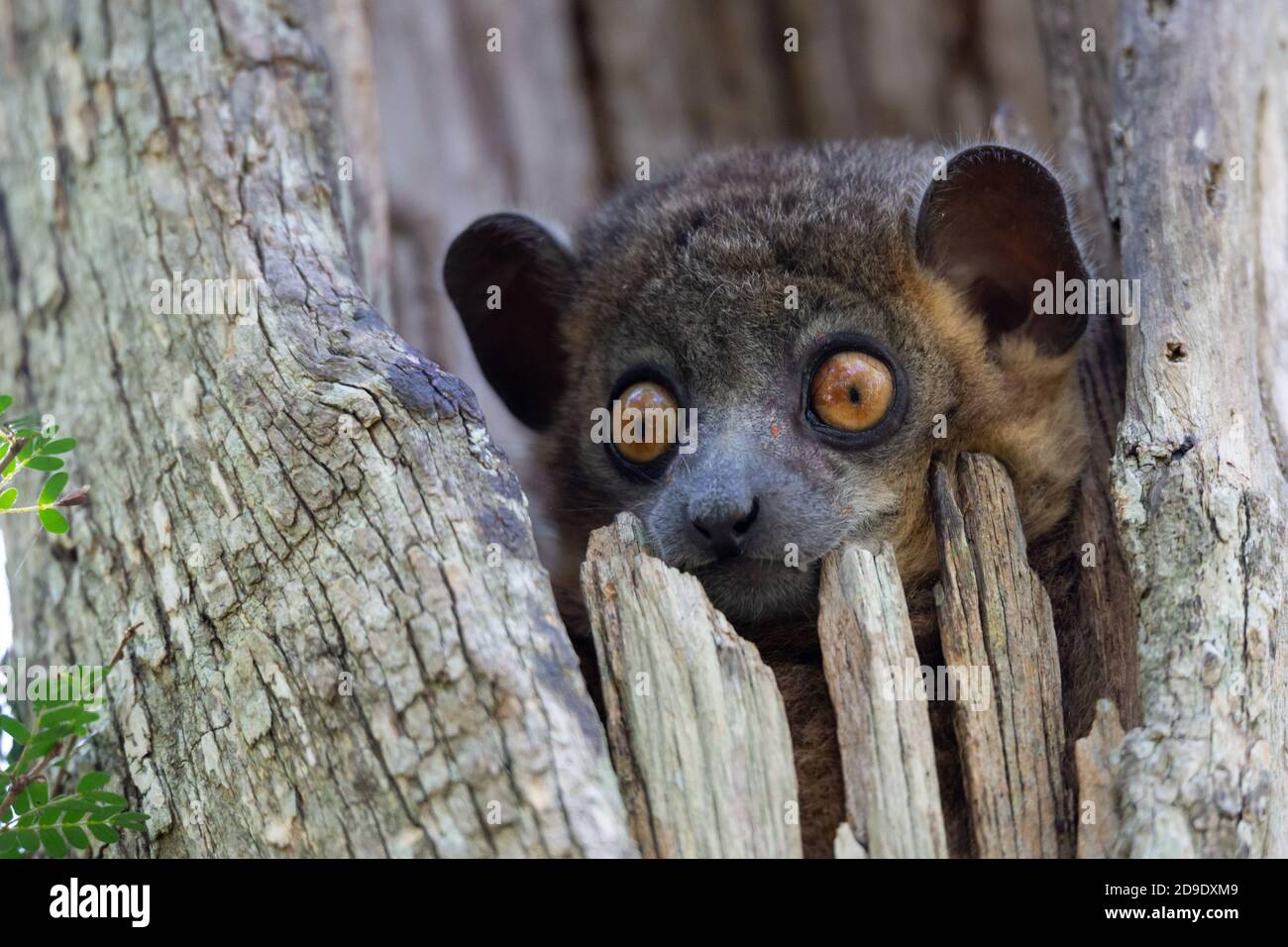 Ein Wieselmaki in einer Baumhöhle schaut neugierig heraus. Stockfoto