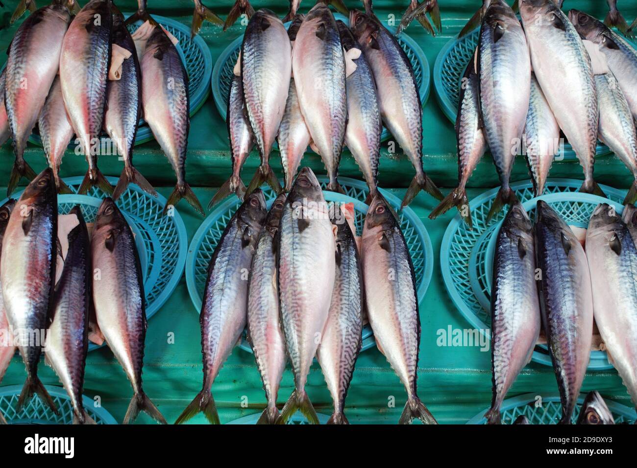 Frischer Fisch auf dem Jagalchi Fish Market, Busan, Korea Stockfoto