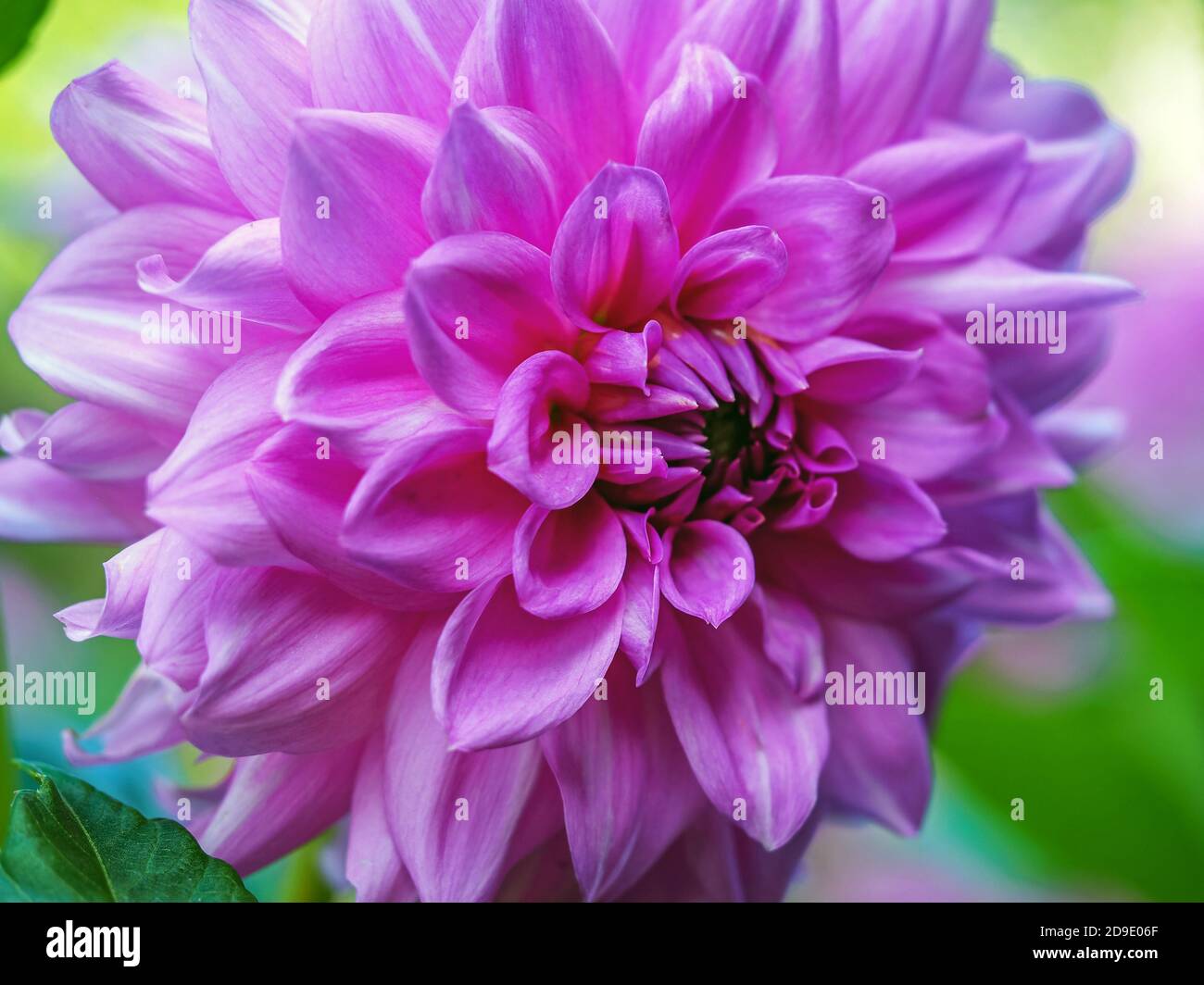 Nahaufnahme einer schönen rosa violetten Dahlie blühen im Sonnenlicht In einem Garten Stockfoto