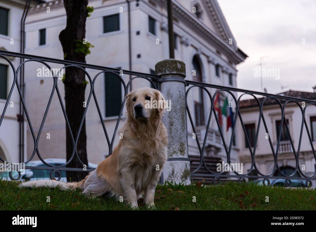 Golden Retriever Hund mit einer Narbe im Rücken und Ohne Fell um ihn herum auf dem Gras bei einem sitzend Zaun in der Stadt Stockfoto