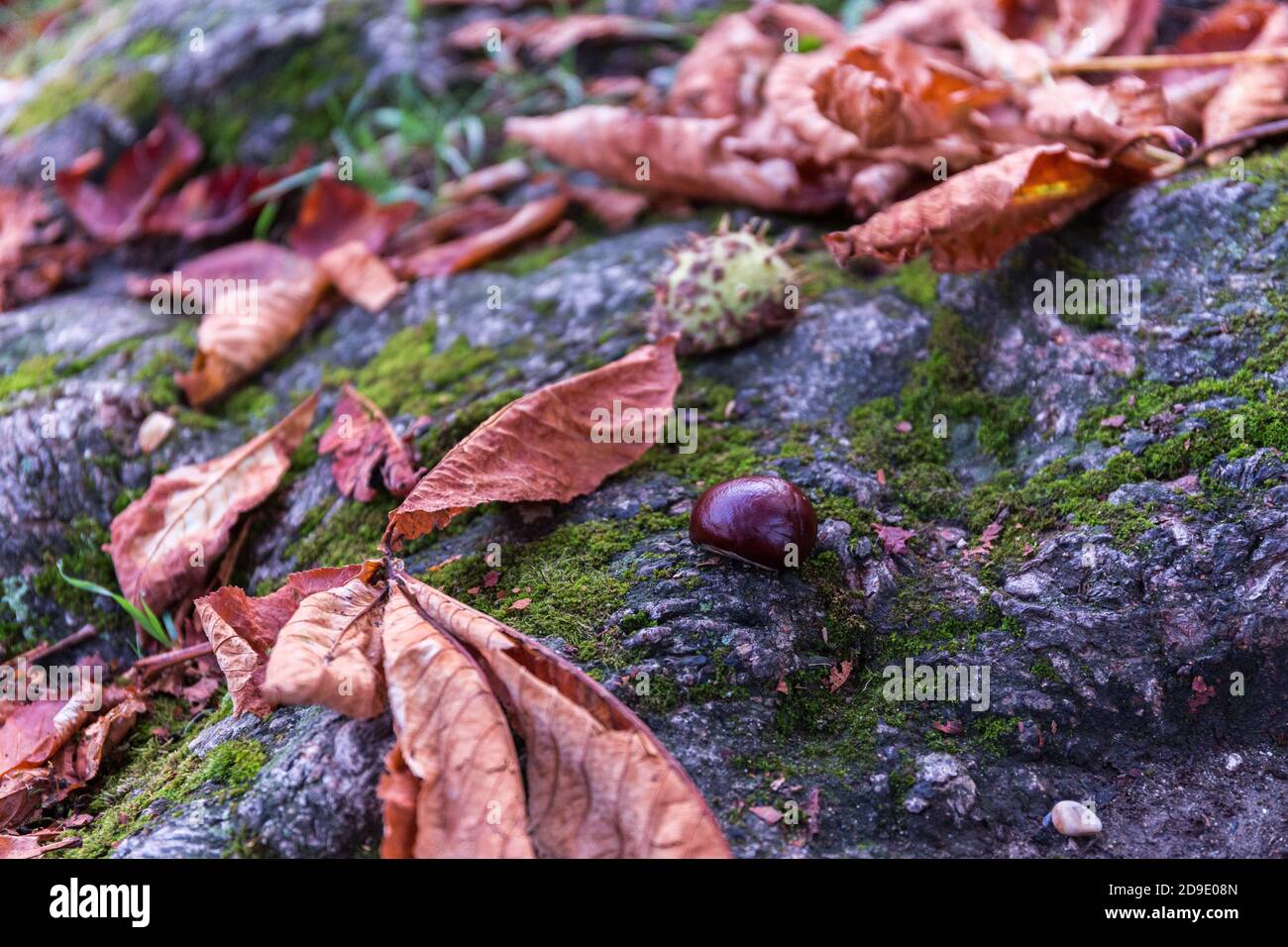 Frischer Konker, der auf einem Wurzelbaum zwischen den Blättern des Herbstes liegt Stimmung Stockfoto
