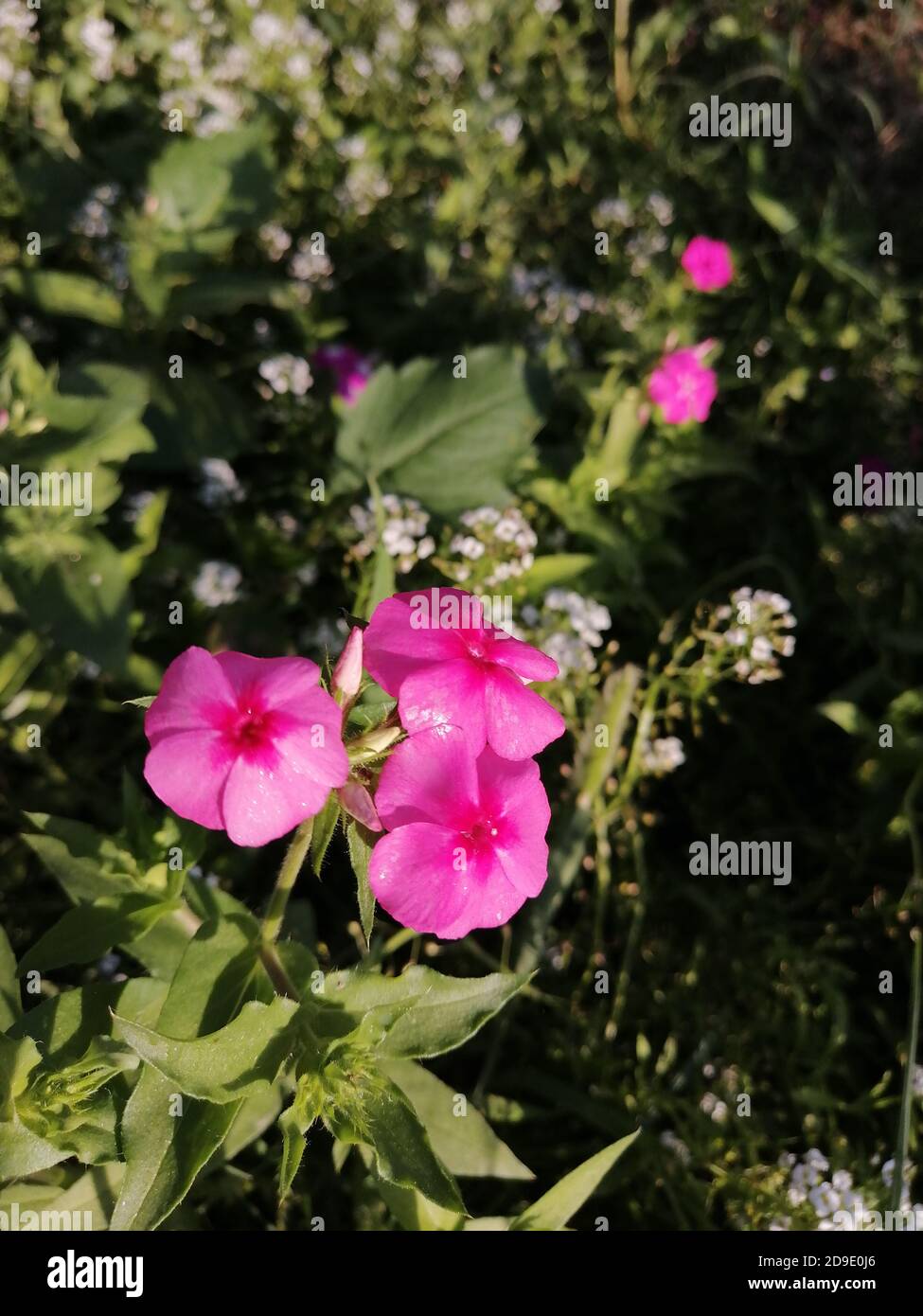 Rosa Blumen im Garten mit grünen Hintergründen Stockfoto