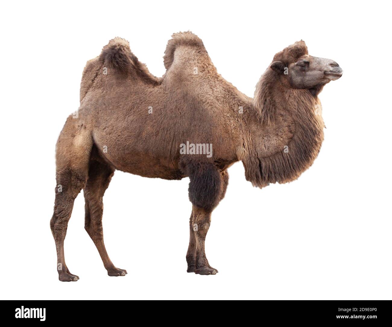 Kamel isoliert auf weißem Hintergrund. Ein gleichgezungenes Hufkrün in der Gattung Camelus. Stockfoto