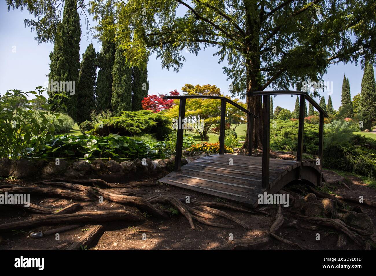 Hölzerne Brücke im Park zwischen den großen Wurzeln der Bäume Stockfoto