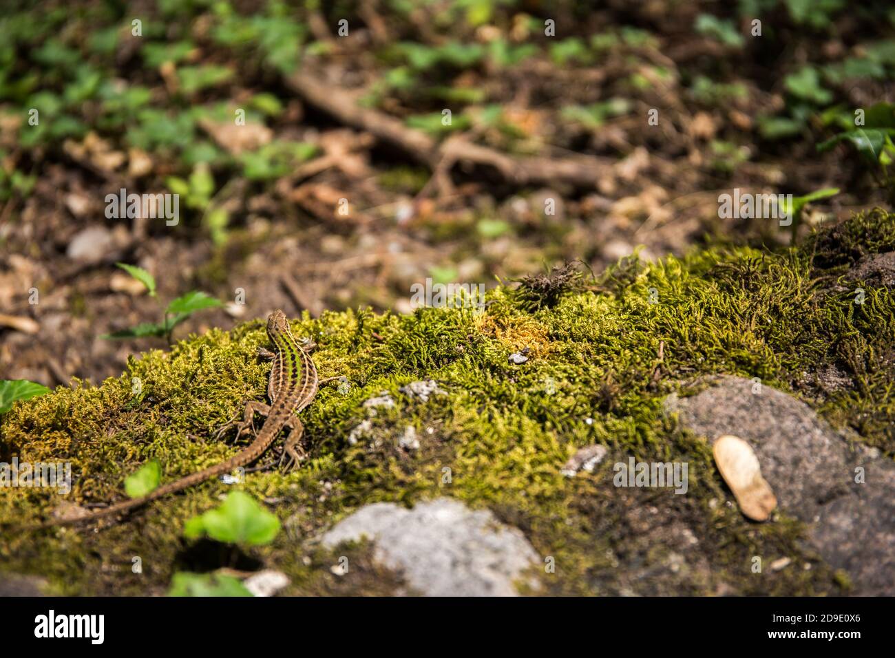 Kleine braune Eidechse (Lacertilia) auf dem Gras in einem Wald Stockfoto