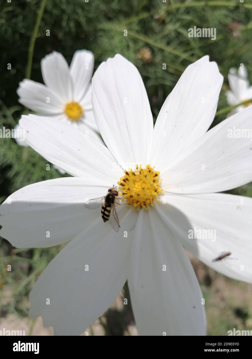Cosmos ist eine Gattung der Asteraceae Familie, mit dem gleichen gemeinsamen Namen des Kosmos, bestehend aus blühenden Pflanzen in der Familie der Sonnenblumen. Stockfoto