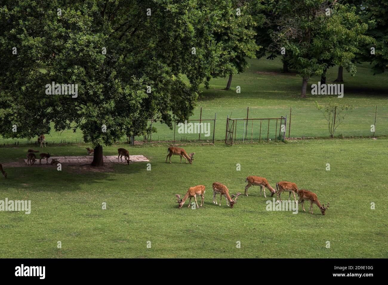 Hirtenherde grasen auf einem Feld in einem Park Stockfoto