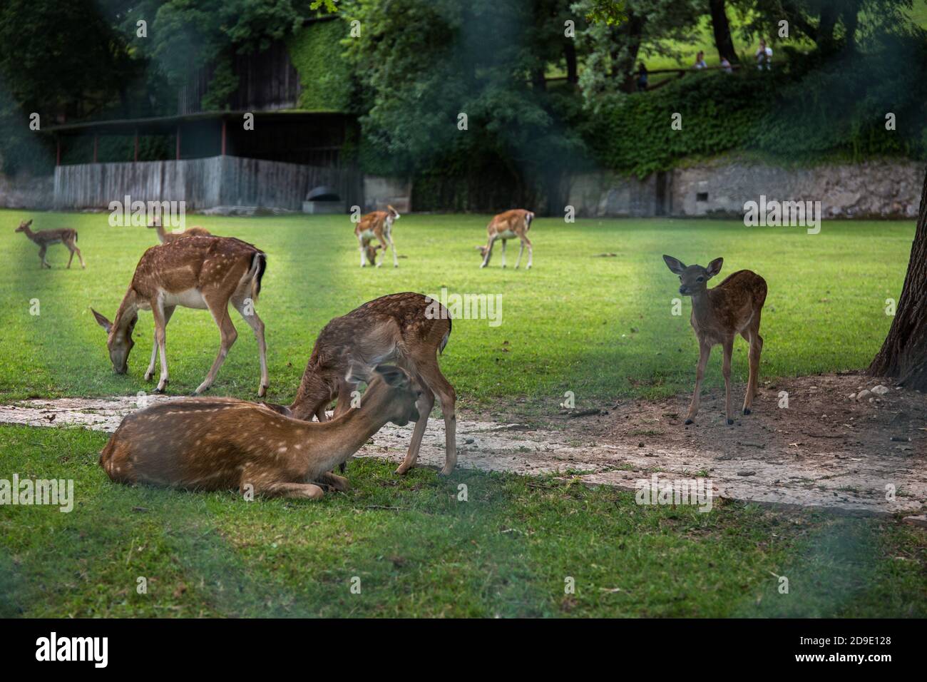 Hirsche Familie grasen auf einer Wiese von hinter Zaun Stockfoto