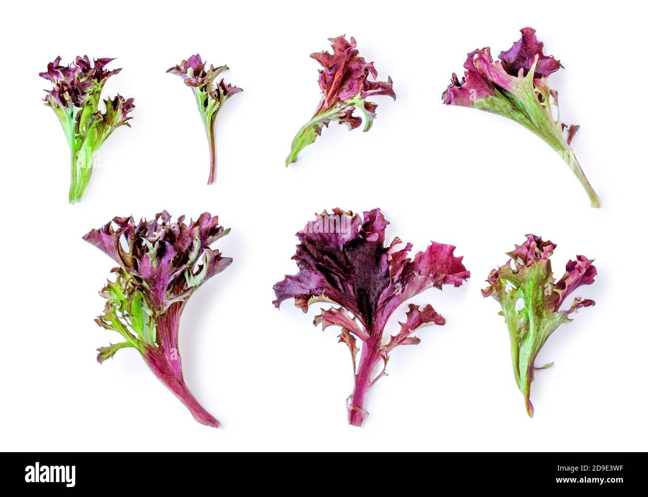 Kreatives Layout aus Salat Blätter Salat isoliert auf weißem Hintergrund. Lila Salat flach legen. Draufsicht Stockfoto