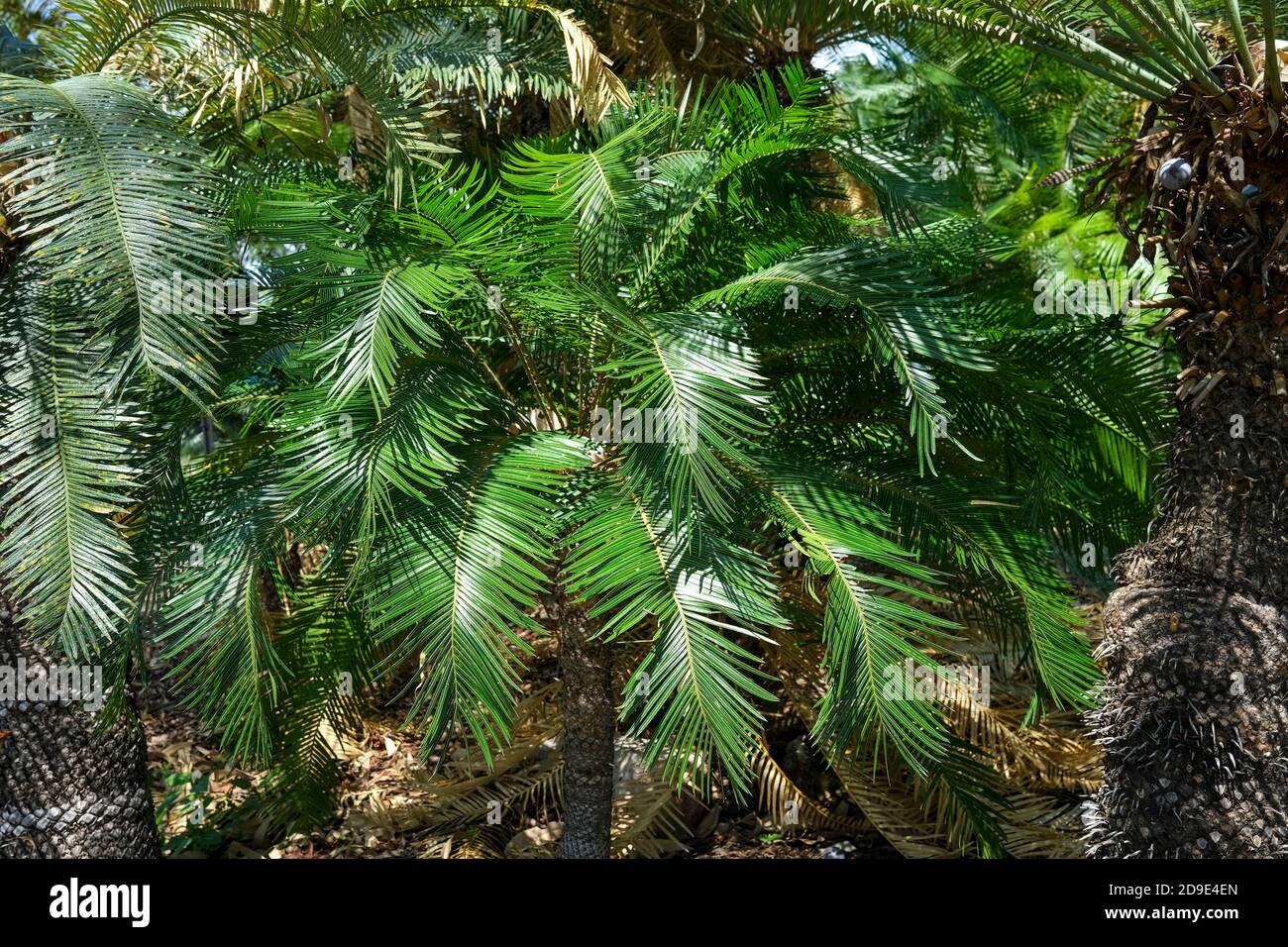 Cycas armstrongii ist eine Art von Cycaden in der Gattung Cycas, endemisch im Northern Territory von Australien. Stockfoto
