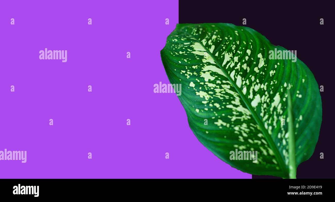 Grünes Dieffenbachia Blatt auf einem hellen zweifarbigen violetten Hintergrund. Platz für Text kopieren. Banner. Stockfoto