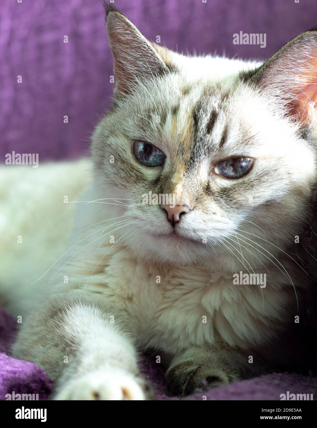 Weiße Katze mit blauen Augen auf einem lila Hintergrund. Balinesische Katzenrasse. Stockfoto