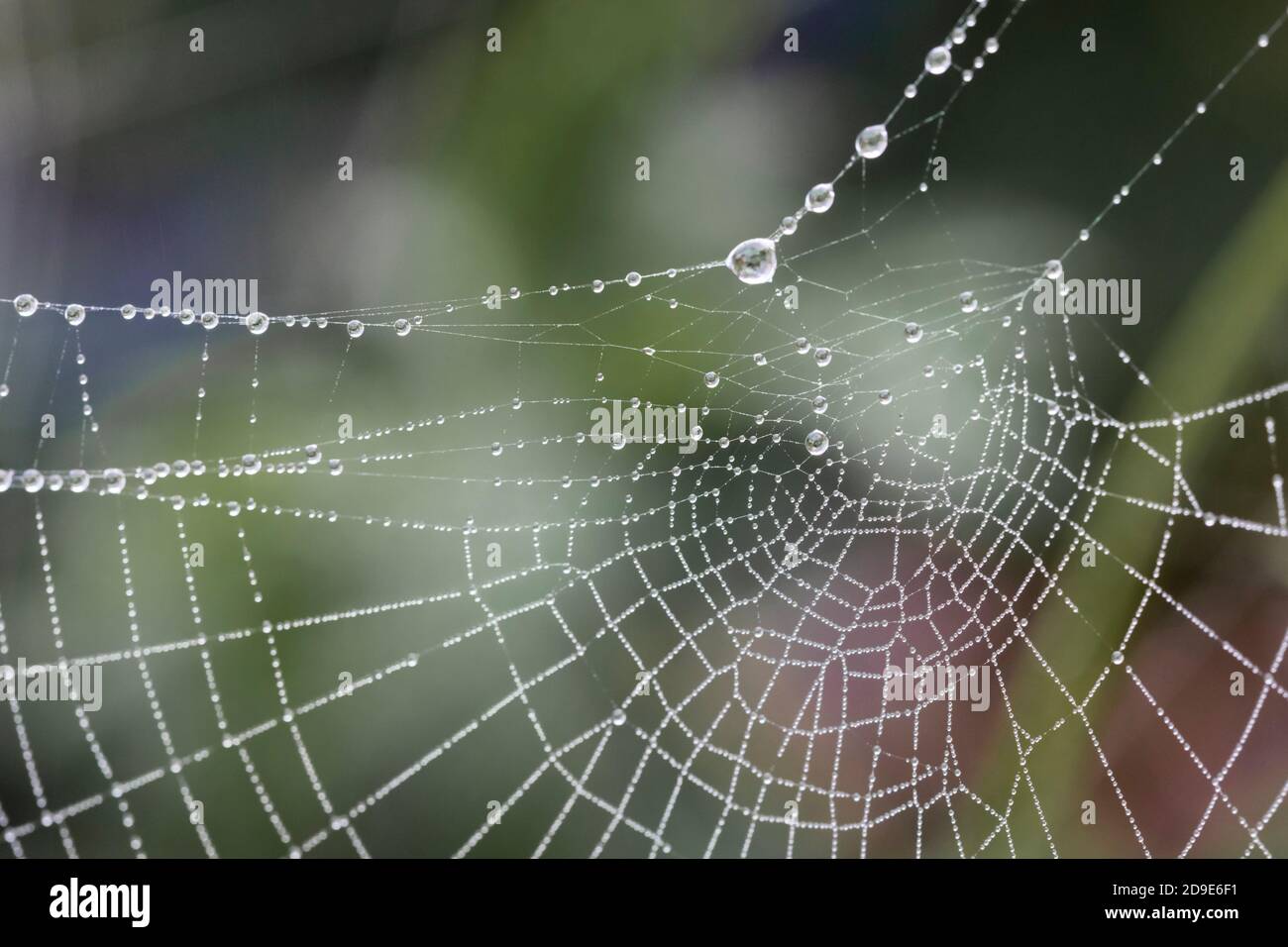 Taubedeckte Spinnweben an einem Herbstmorgen, East Sussex, Großbritannien Stockfoto