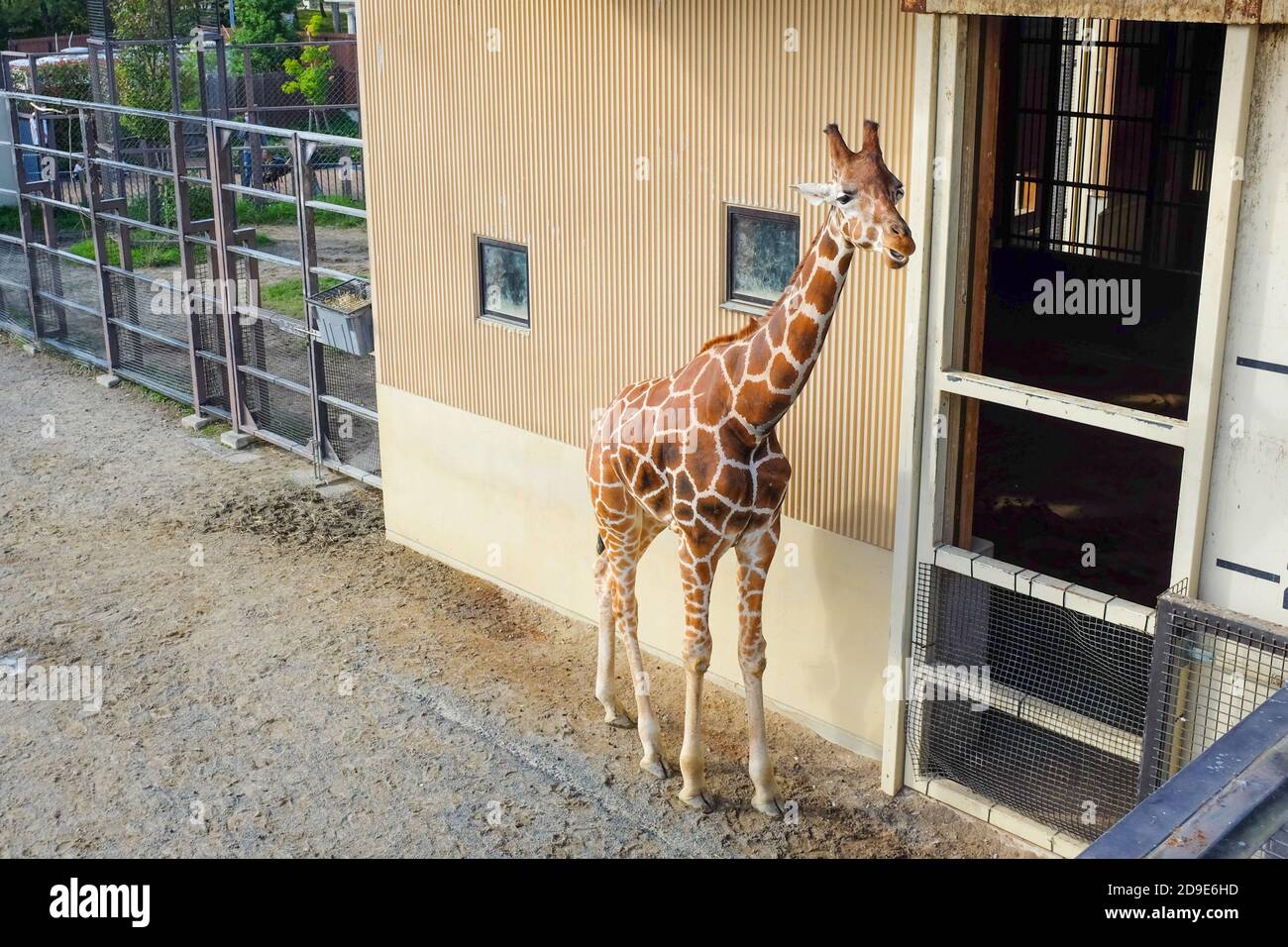 Eine Giraffe im Kyoto Zoo in Kyoto, Japan. Stockfoto