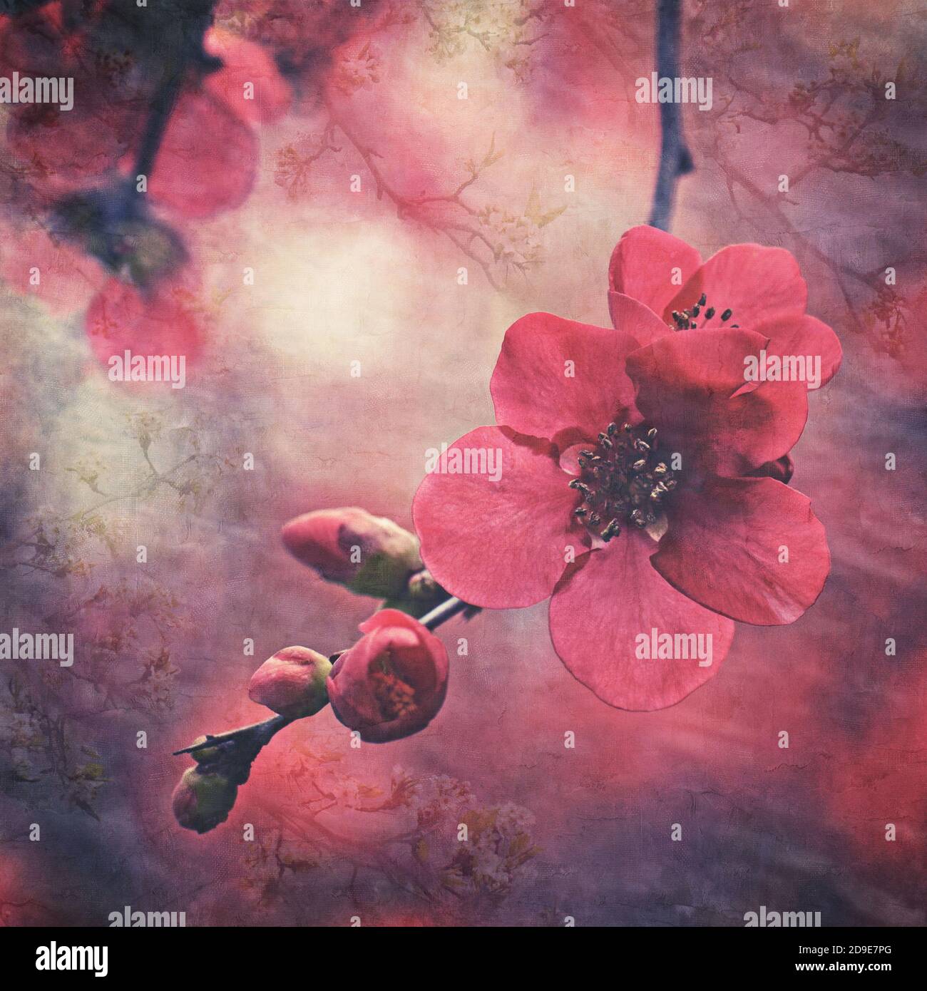 Vintage strukturierte dunkle botanische rote Kirschblüte und Knospen. Verblasste antike orientalische dekorative Stil Stockfoto