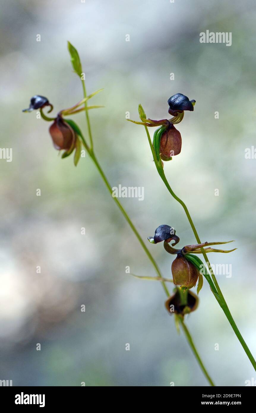 Blume der australischen einheimischen großen Entenorchidee, Caleana Major, Familie Orchidaceae. Gefunden im Wald in Sydney, NSW, Australien. Stockfoto