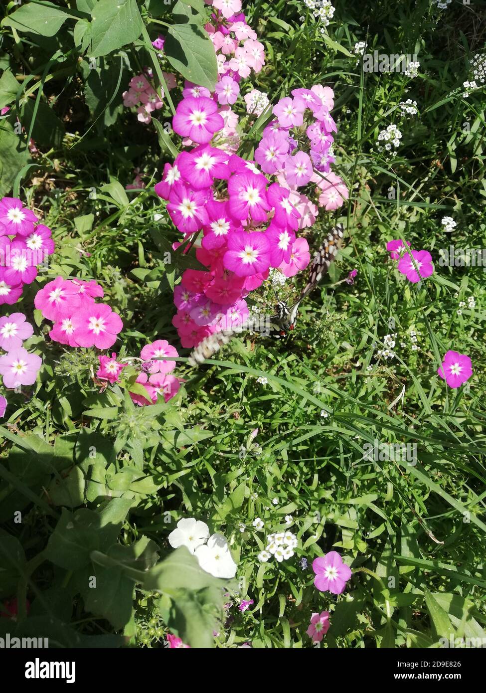 Rosa Blumen im Garten mit grünen Hintergründen Stockfoto