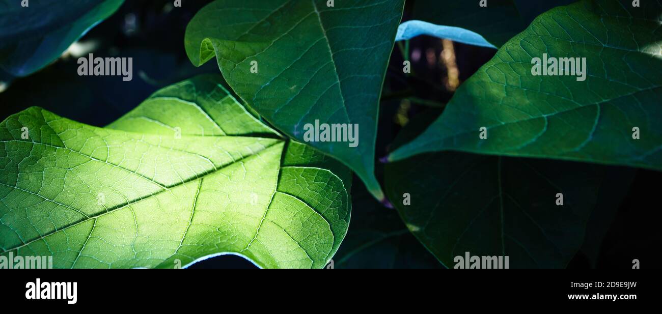 Abstraktes Bild von Catalpa Blättern im Garten. Familienname Bignoniaceae, Wissenschaftlicher Name Catalpa Stockfoto