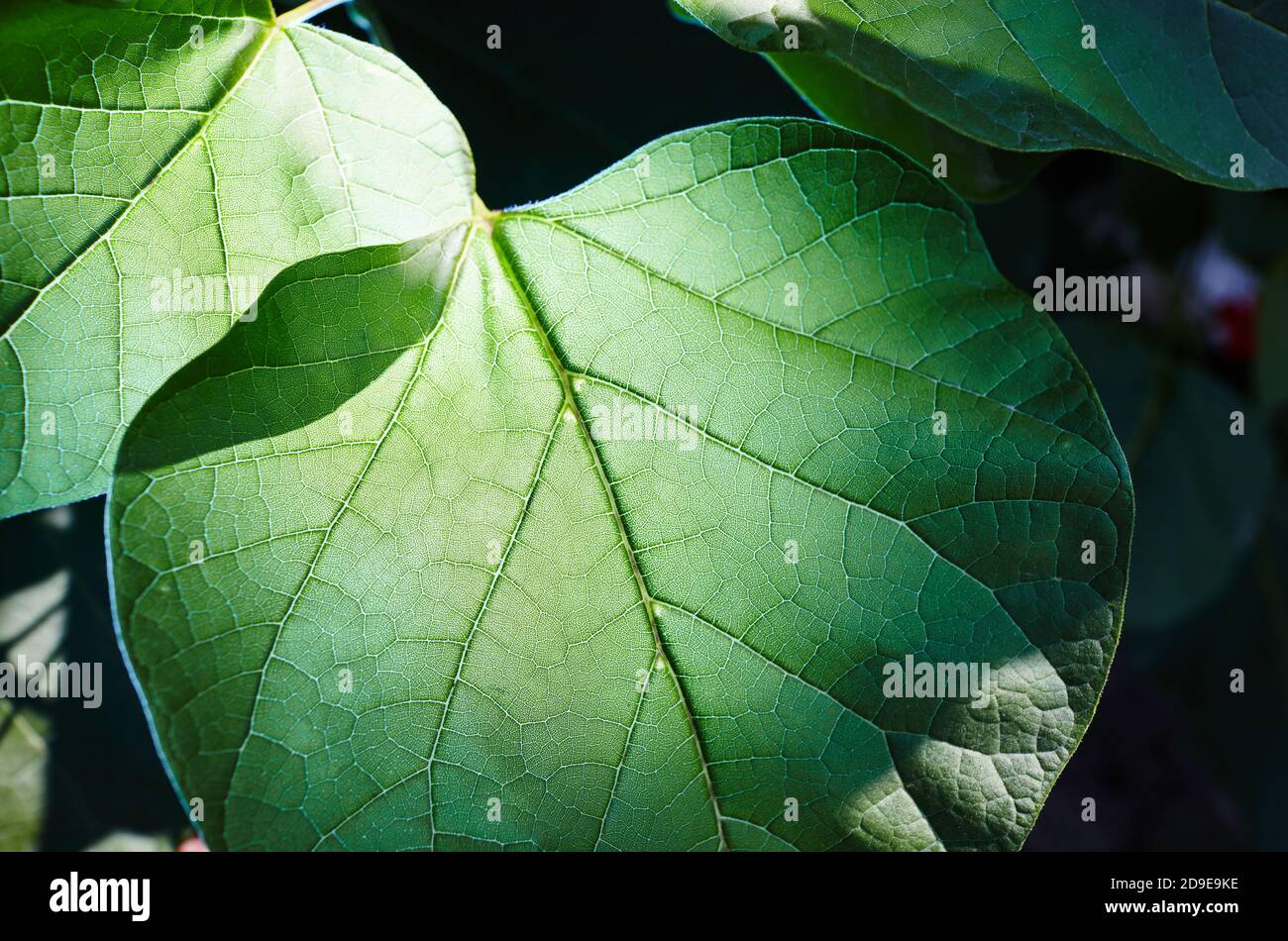 Abstraktes Bild von Catalpa Blättern im Garten. Familienname Bignoniaceae, Wissenschaftlicher Name Catalpa Stockfoto