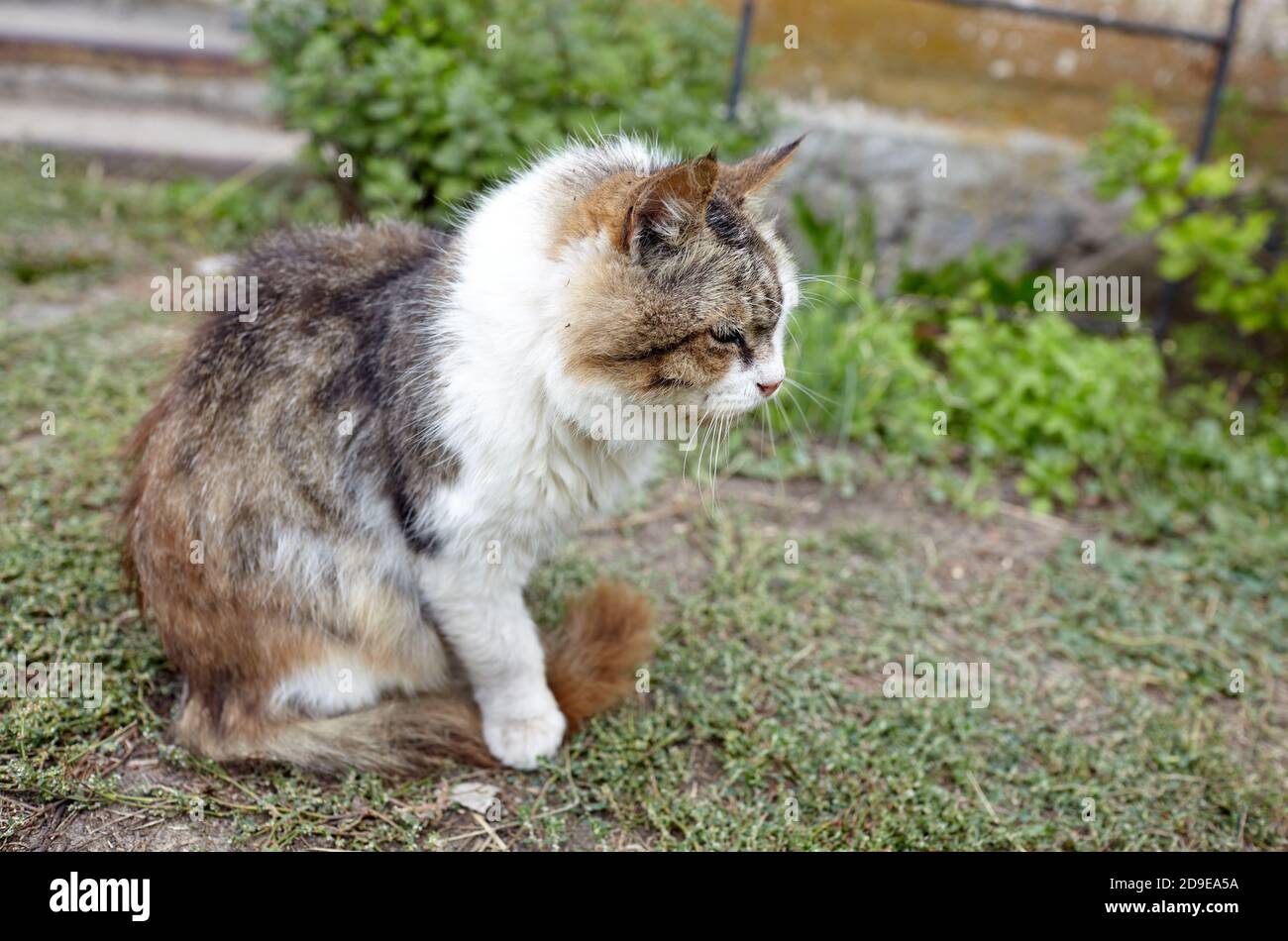 Nahaufnahme einer weißgrauen Katze auf dem Gras im Hinterhof. Witziger Gesichtsausdruck. Selektiver Fokus, unscharfer Hintergrund Stockfoto