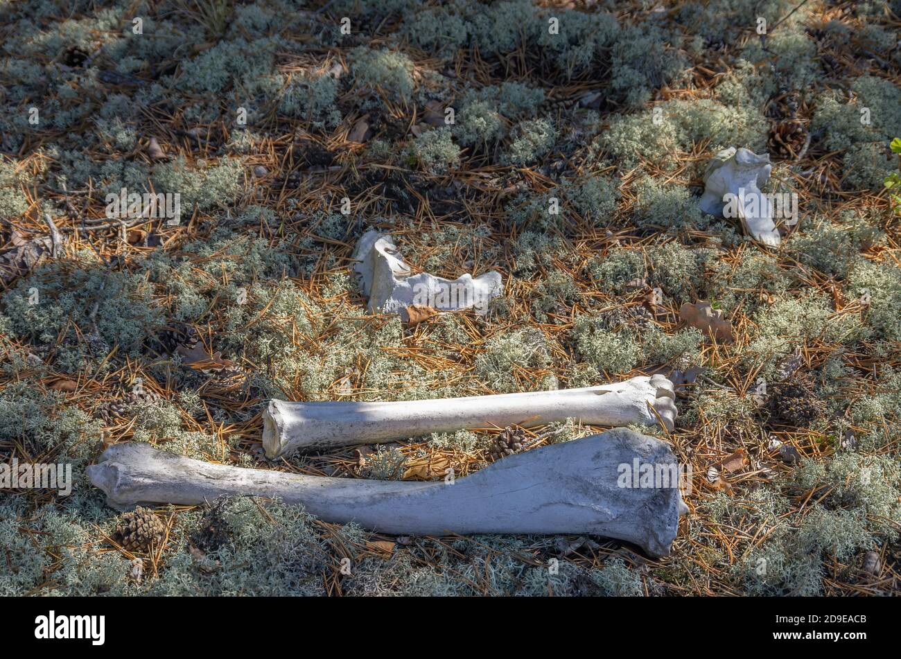 Das Ende eines Tieres in Form von Skelettresten, d.h. Knochen in einem Stück Wald. Stockfoto