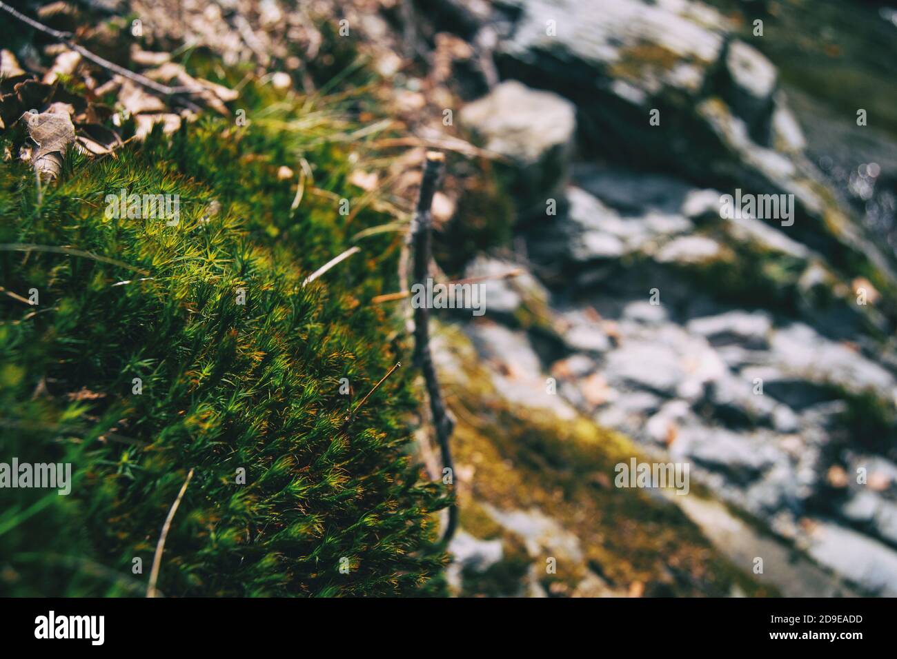 Nahaufnahme einer kleinen grünen Stachelpflanze in freier Wildbahn Mit einem unfokussierten Hintergrund Stockfoto