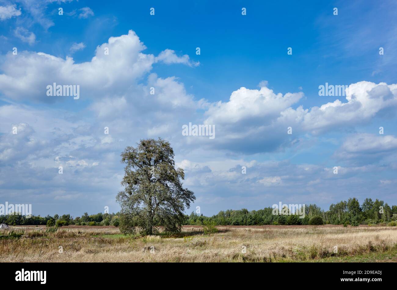Baum auf dem Feld gegen einen blauen Himmel mit Wolken an einem sonnigen Tag. Wunderschöne Naturlandschaft Stockfoto