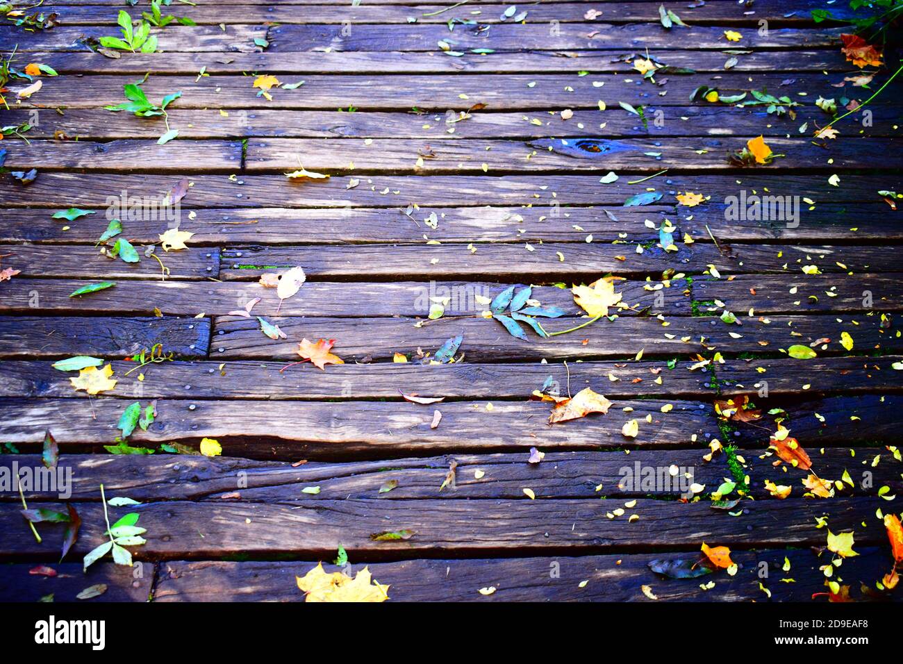 Fallen lassen auf Holz Stockfoto