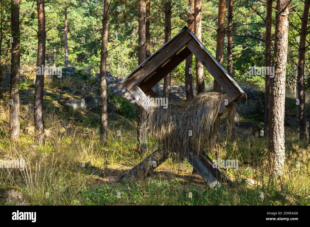 Eine Krippe gefüllt mit altem Heu in einem Wald im Sommer, Konzept des hungrigen Wildtieres im Winter sowie von Weihnachten. Stockfoto