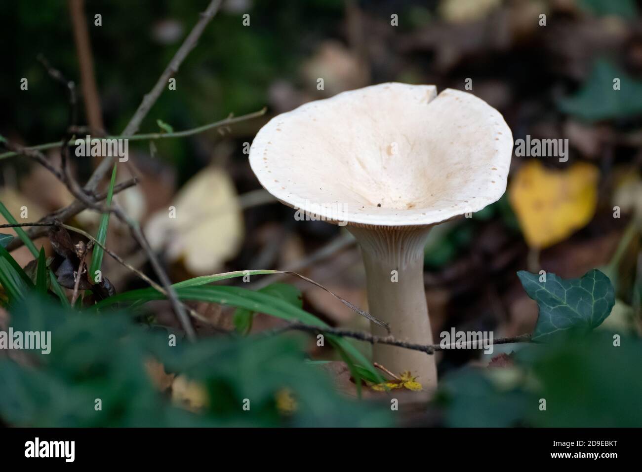 Trooping Funnel (Clitocybe geotropa) langstielige Pilze Stockfoto