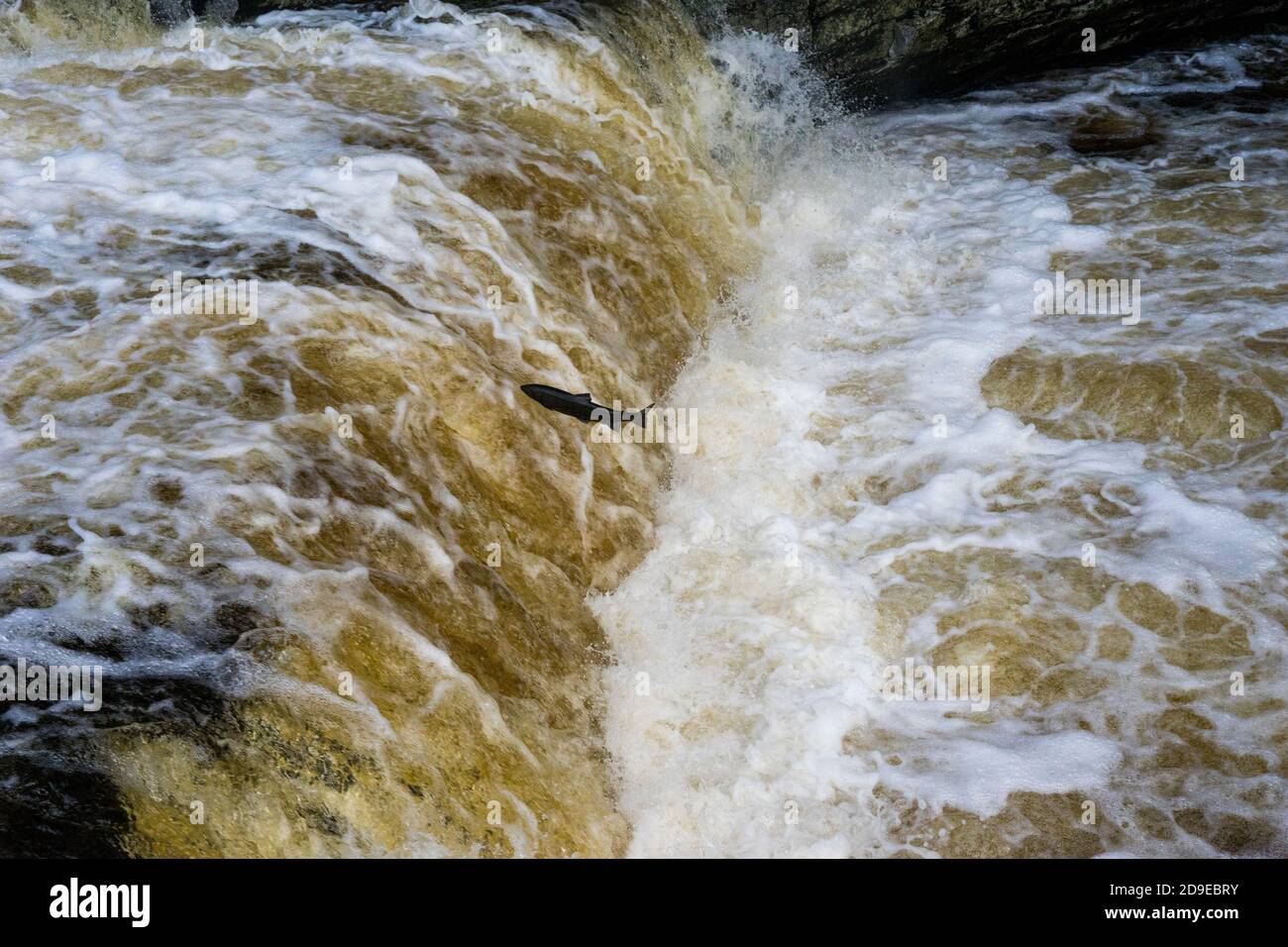 Lachs (Salmo Salar), der sich in Stainforth Force, Stainforth, North Yorkshire, England, England, den oberen Flusslauf des Ribble aufmacht. Stockfoto