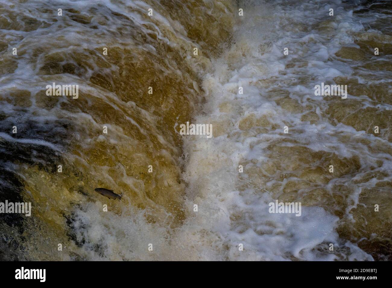 Lachs (Salmo Salar), der sich in Stainforth Force, Stainforth, North Yorkshire, England, England, den oberen Flusslauf des Ribble aufmacht. Stockfoto