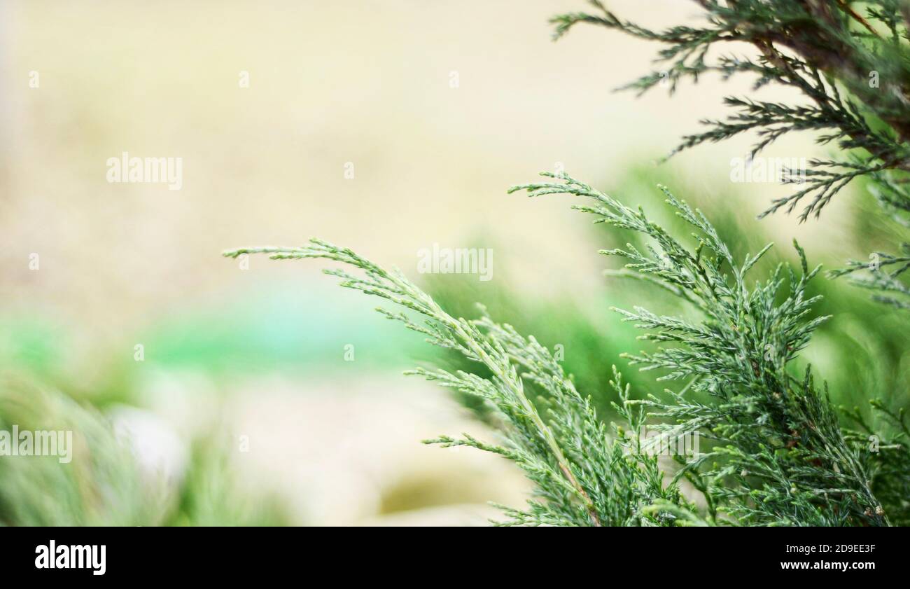 Für Text platzieren. Rahmen von grünen Pflanzen. Defokussierende Pflanzen malerisch grün Rahmen. Stockfoto