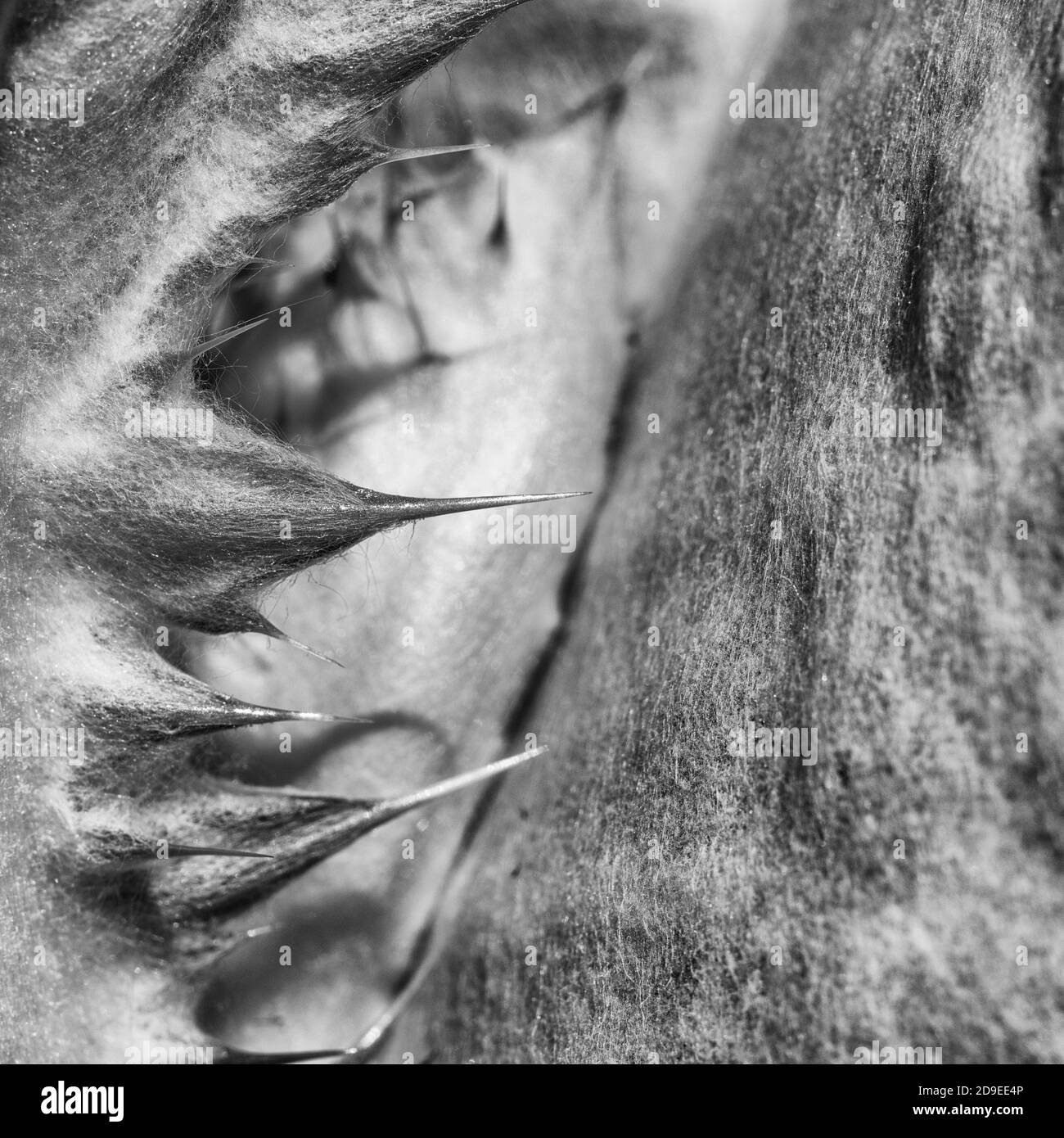 Schwarz-Weiß-Makro-Nahaufnahme von scharfen Stacheln und flauschigen Blattdetails von Cotton Thistle / Onopordum acanthium. Wollige Abdeckung gibt ein weißes Aussehen Stockfoto