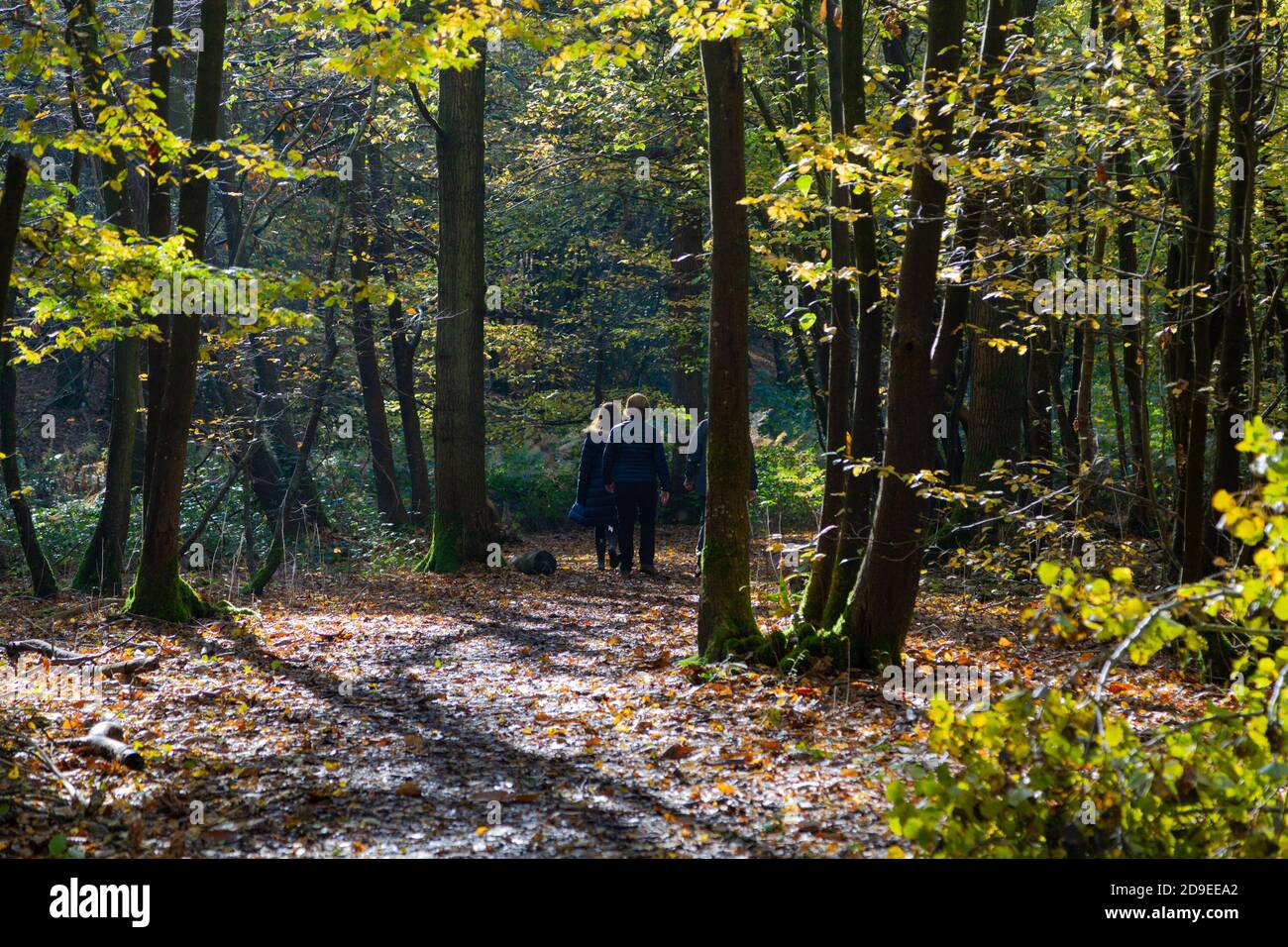 Ashford, Kent, Großbritannien. November 2020. UK Wetter: Heller und sonniger Tag am ersten Tag der Sperre aufgrund neuer Coronavirus-Einschränkungen. Menschen gehen mit ihren Hunden oder trainieren im Hamstreet National Nature Reserve in der Nähe von Ashford in Kent. Foto: Paul Lawrenson-PAL Media/Alamy Live News Stockfoto