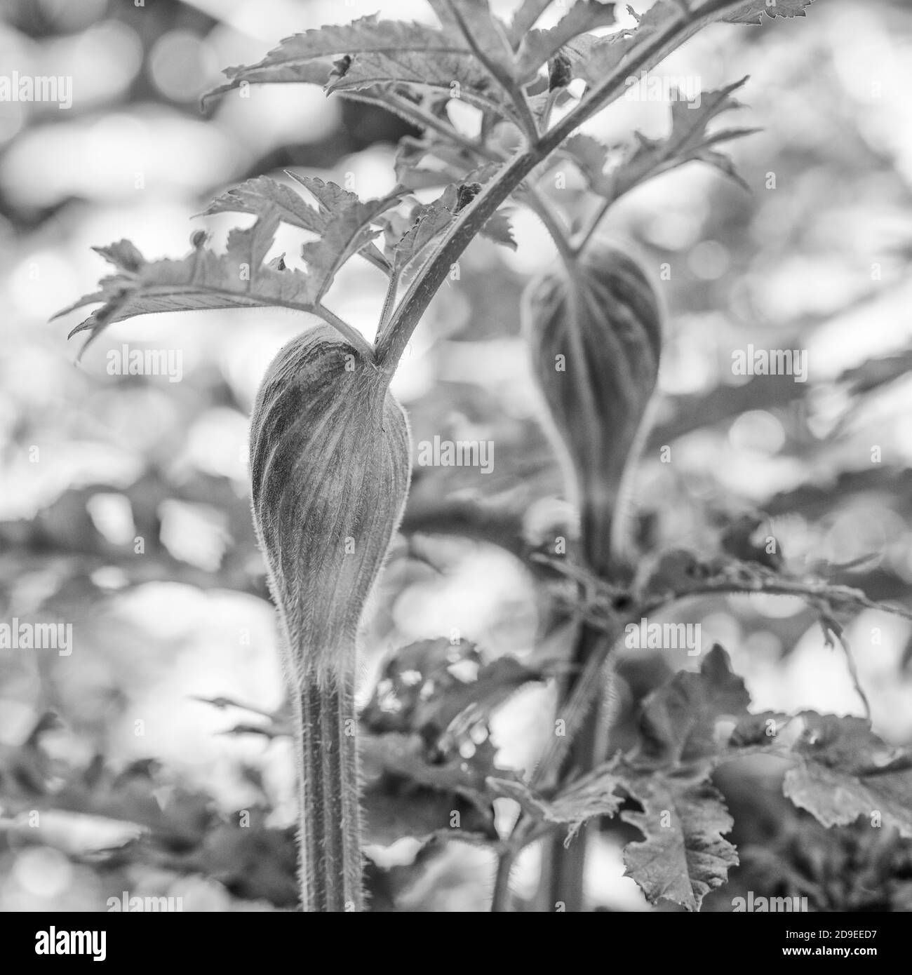 Schwarz-weiß Nahaufnahme von haarigen stacheligen Stängel von Hogweed / Cow Parsnip - Heracleum sphondylium im Sommer Sonnenlicht. Die sap Blasen Haut in Sonnenschein. Stockfoto