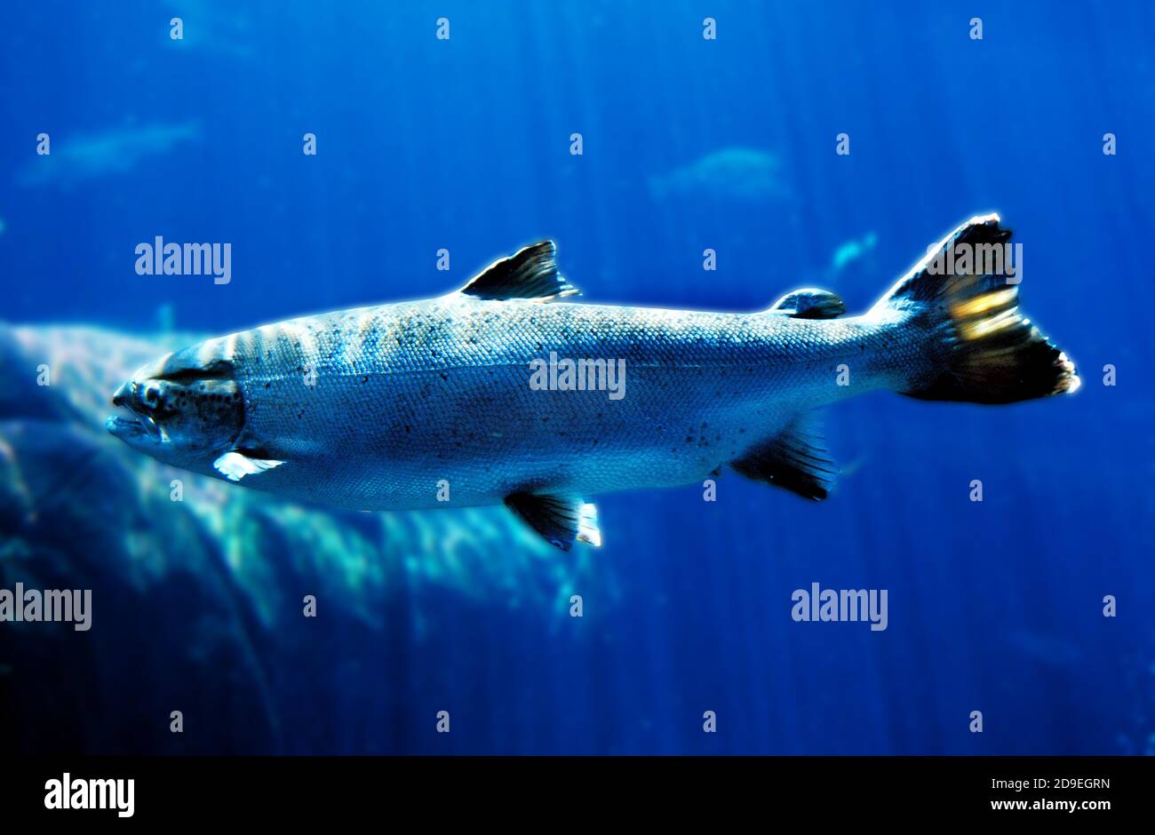 ATLANTISCHER Lachs Salmo salar, QUEBEC Kanada Stockfoto