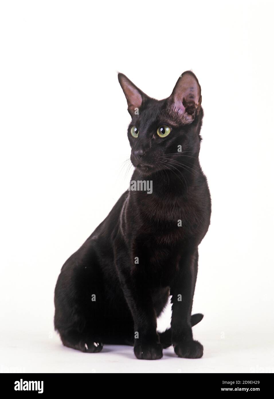 EBENHOLZ ORIENTALISCHE KATZE, ERWACHSENEN VOR WEIßEM HINTERGRUND Stockfoto