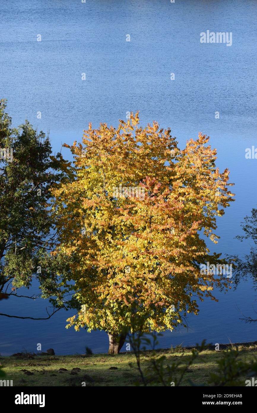 Herbst bei Weinfelder Maar Stockfoto
